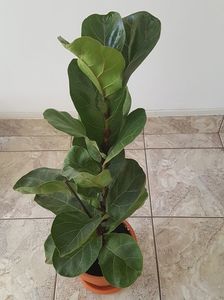 Ficus lyrata- dupa un.an. Ma bucur mult ca a rezistat la mine.