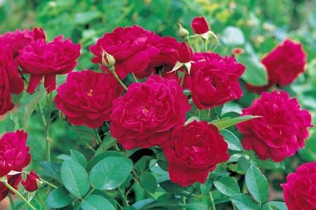 Darcey Bussell _ English Shrub Rose _ David Austin Roses parfum slab 1m