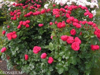 piano-tantau parfum slab 130cm rain resistent