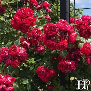 florentina clg-parfum slab, florifer