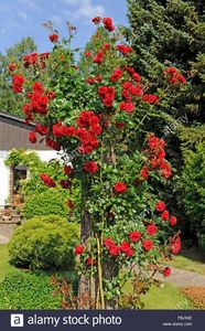 sympathie climbing rose, 10cm, 5m, fragrant