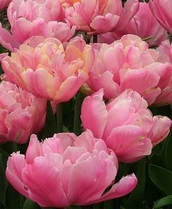 tulip_peony_pink_10b_extra