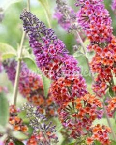budleja flower power