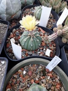 Astrophytum asterias hibrid