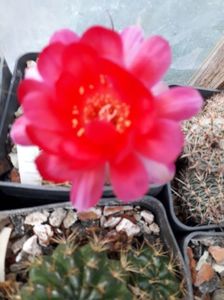 Lobivia sp