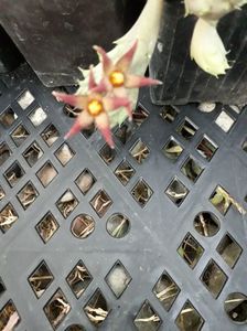 Piaranthus geminatus v foetidus