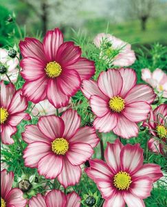 Cosmos 'candy Stripe'