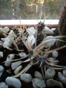 Tephrocactus articulatus papyracanthus - Paper Spine Cactus