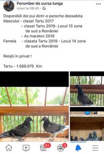Cuplul de aur - puii sunt disponibili !!