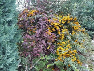 Pyracantha si berberis