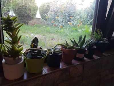 Aloe si o gasteria la iernat