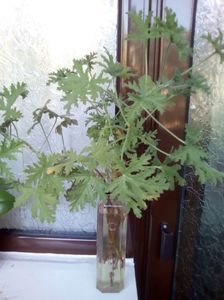 Citronella Scented Pelargonium rezervat