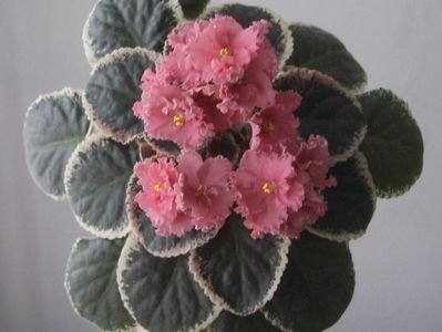 Ness Orange Pekoe epuizat