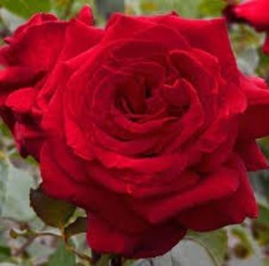 Black Velvet; Trandafir Teahibrid - roșu - parfum discret
