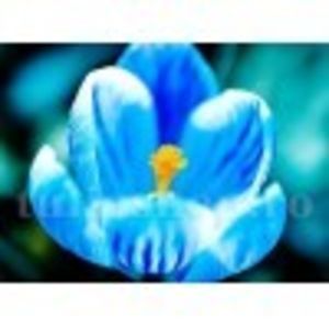 Branduse Sky Blue Crocus