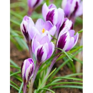 Branduse Spring Beauty (Crocus)