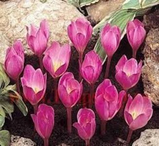 Branduse Zonatus (Crocus)