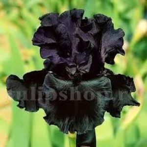 Iris Black Night (Stanjenel)