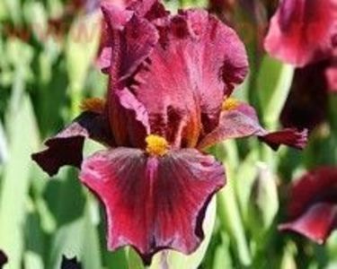 Iris Red Zinger (Stanjenel)