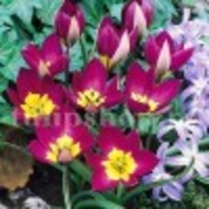 Lalele Eastern Star (Tulip)