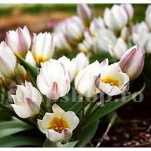 Lalele Polychroma (Tulip)