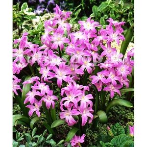 Rose Queen (Chionodoxa)