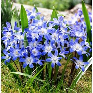 Viorea Forbesi Blue (Chionodoxa