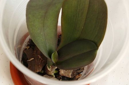 15.10.19; Are 3 radacini si 2 frunze noi.
