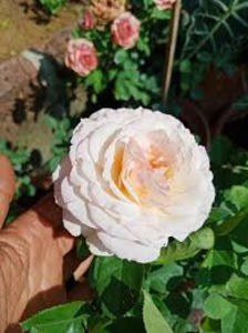 images
