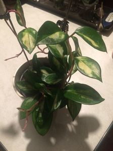 17.10.2019-H.C.Tricolor; Hoya Carnosa Tricolor
