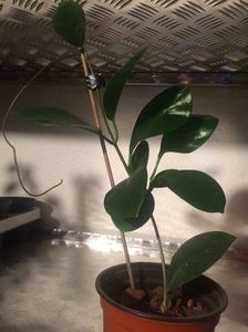 17.10.2019-H.Australis; Hoya Australis
