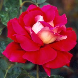 Trandafir Theahibrid Kronenbourg- 18 lei