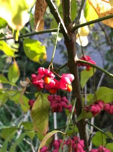 Salba moale - Euonymus europaeus