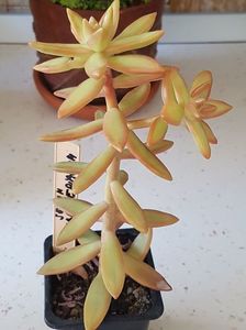 Sedum nussbaumerianum