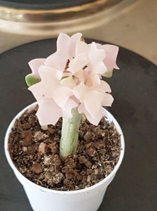 Senecio articulatus variegatus