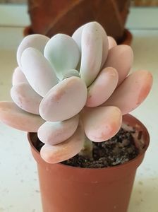 Pachyphytum oviferum