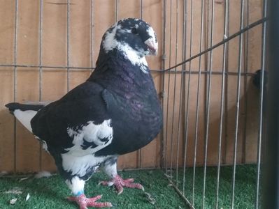 F 2018 VANDUT MARIAN LEOPARDU