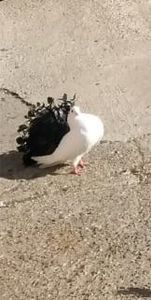 IMG-20191020-WA0015_1