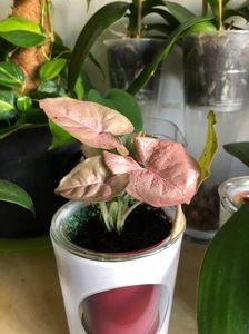 13; Syngonium podophyllum Pink Neon
