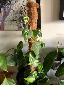09; philodendron hederaceum Brasil
