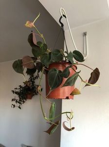 10; philodendron hederaceum Micans

