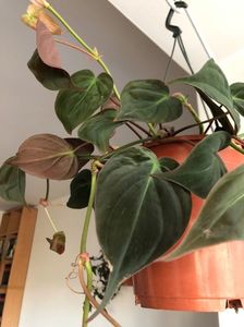 11; philodendron hederaceum Micans
