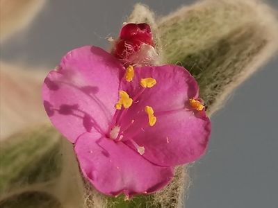 Tradescantia sillamontana