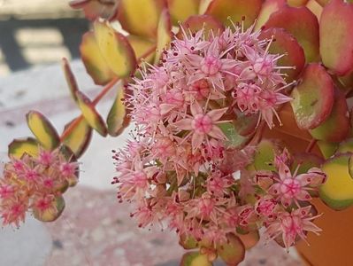 Sedum sieboldii variegat