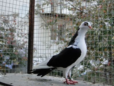 F 2019_1249