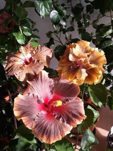 Moorea Juan Lucas, Suntan& Chi's Garden Forest Rapsody