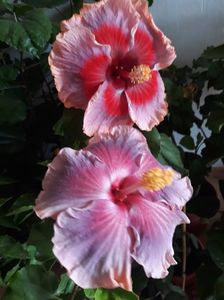 DP s Lucky in Summer & Renaissance Blue