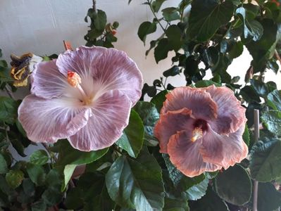 Moorea Mangy Blue &Creole Lady