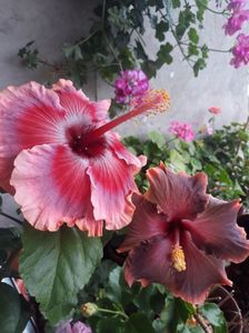 DP s Lucky in Summer & Moorea Juan Lucas