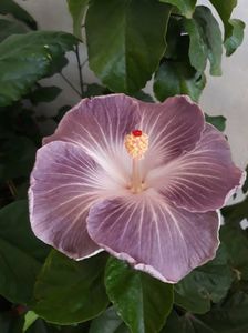 Moorea Mangy Blue